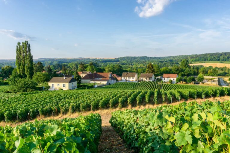 Rij druif van de wijnstok in de wijngaarden van de champagne bij montagne de reims platteland dorp achtergrond
